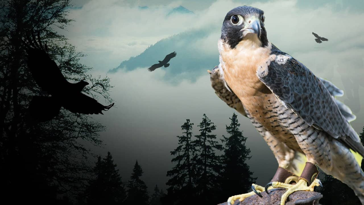Peregrine Falcon: Lord of the Skies backdrop