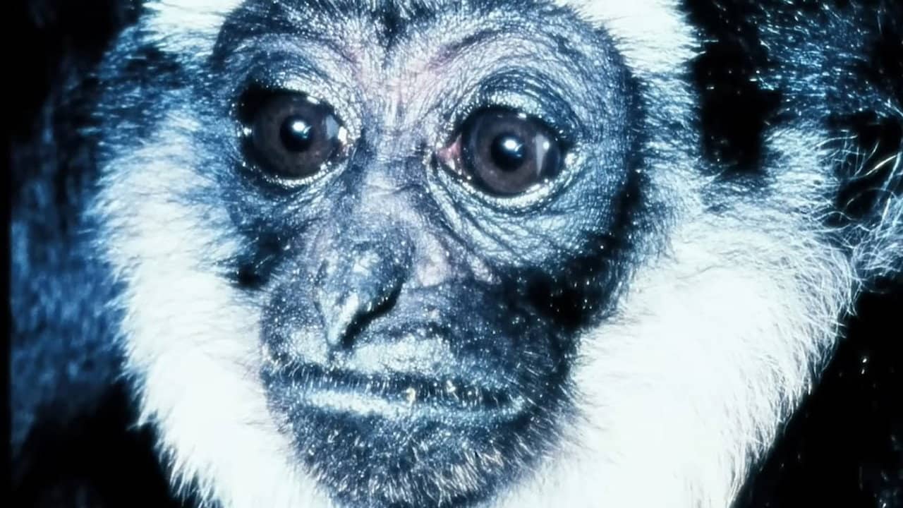 Gibbons: The Forgotten Apes In Peril backdrop