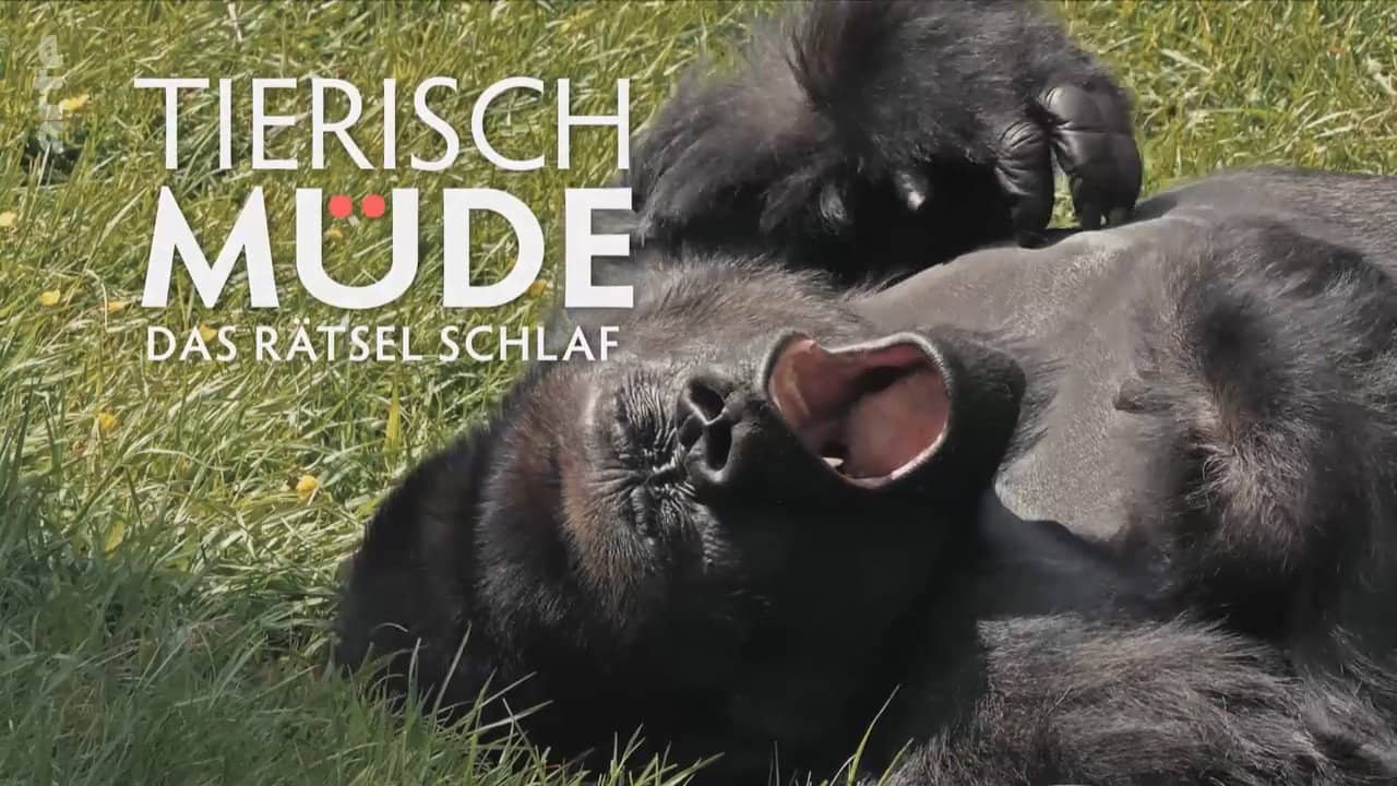 Tierisch müde - Das Rätsel Schlaf backdrop