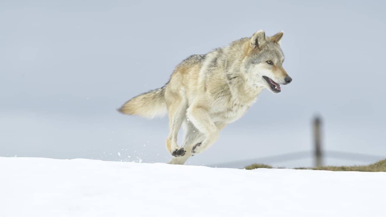 A Wolf's Journey backdrop