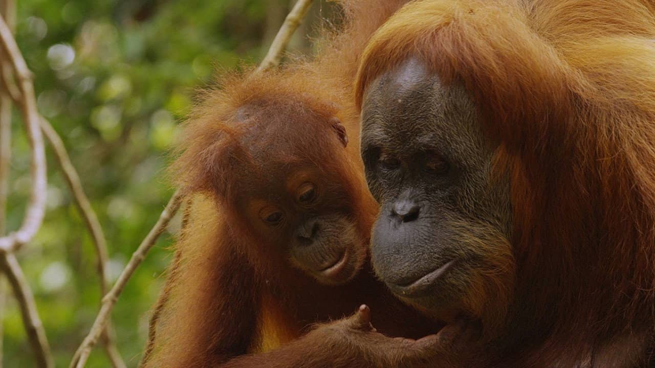 The Last Orangutan Eden backdrop