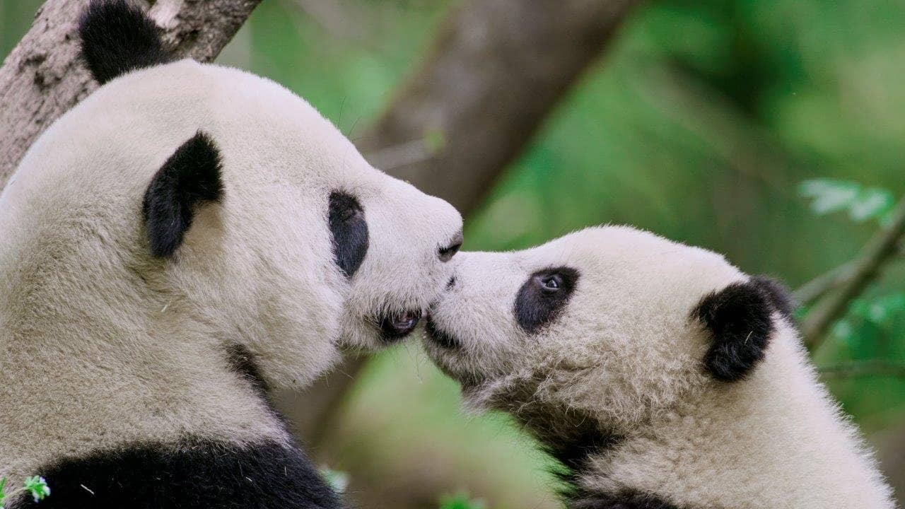 The Hidden Kingdoms of China backdrop