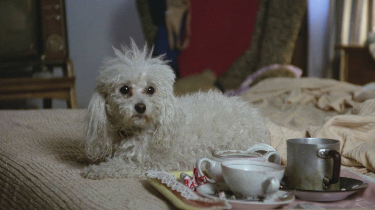 Poodle backdrop