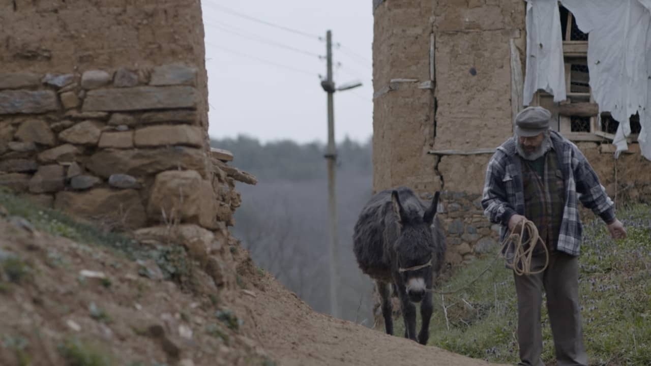 Donkey backdrop