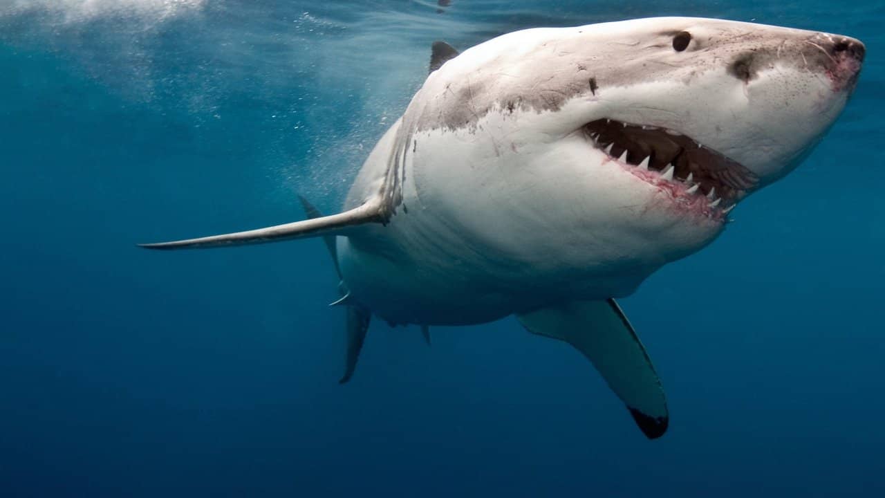 When Sharks Attack 360 backdrop