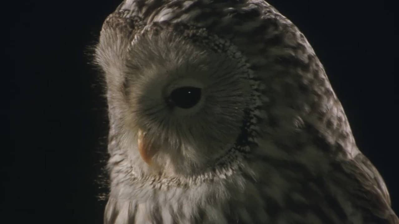 Owl backdrop