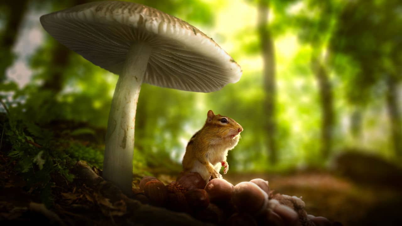 Tiny World backdrop