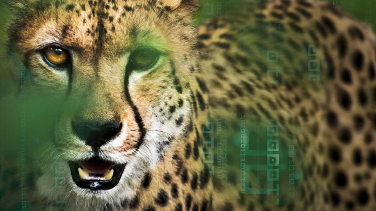 Hacking the Wild backdrop