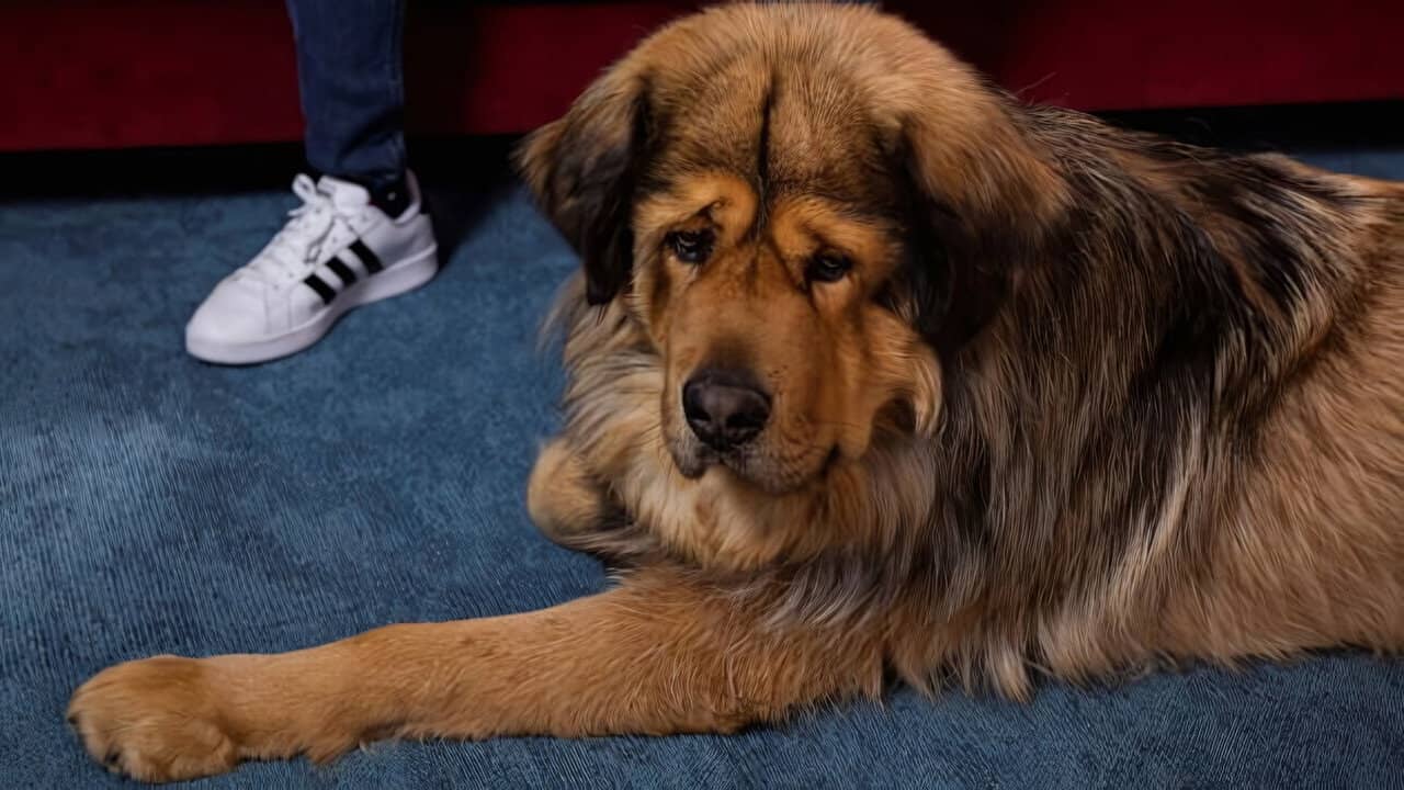 Nom d'un chien ! Le plus beau c'est le mien backdrop