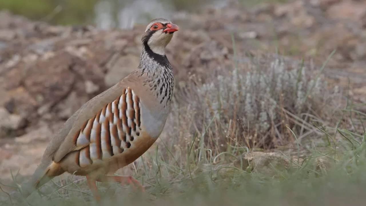 Prédateurs et proies - La faune de la péninsule Ibérique backdrop