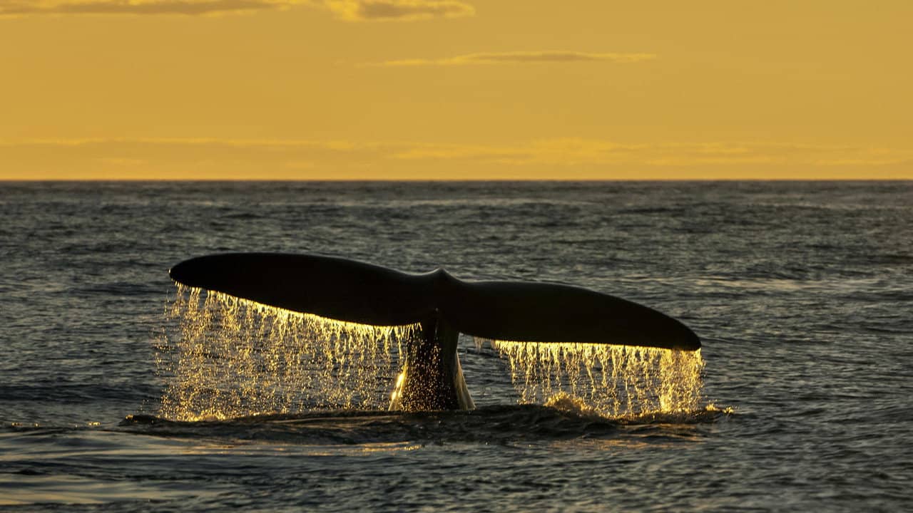 Sea Change: The Gulf of Maine backdrop