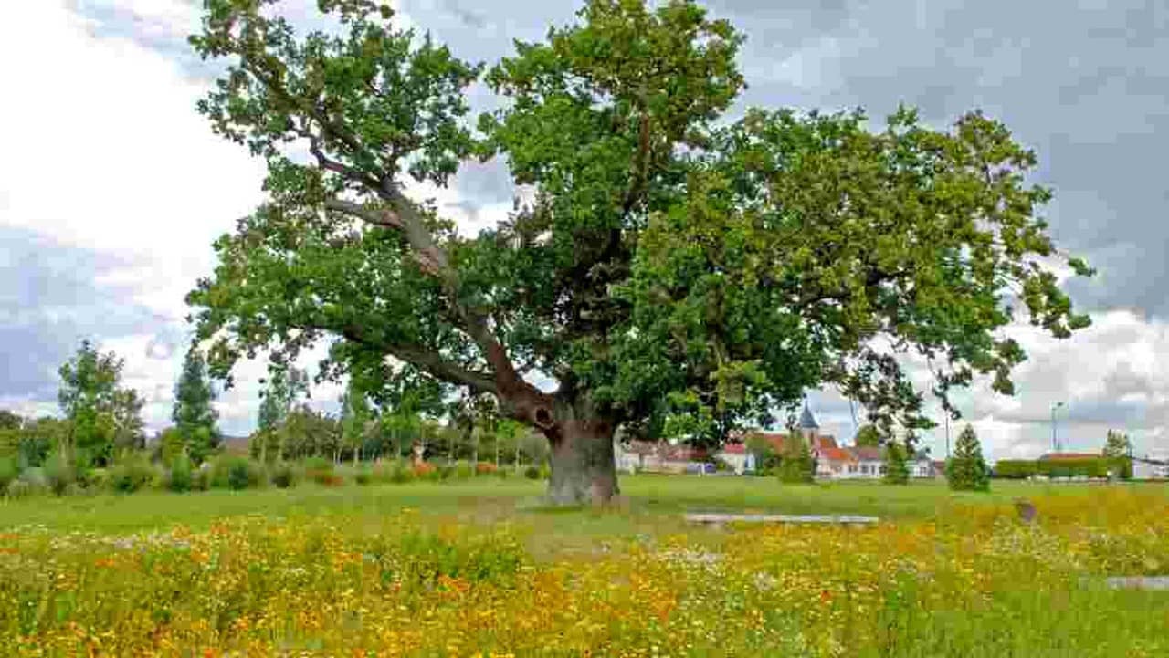 Trees, a Global Superpower backdrop