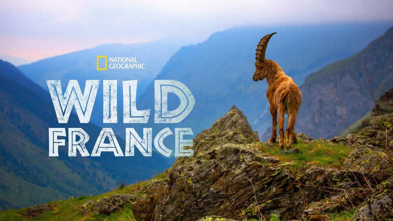 Wild France backdrop