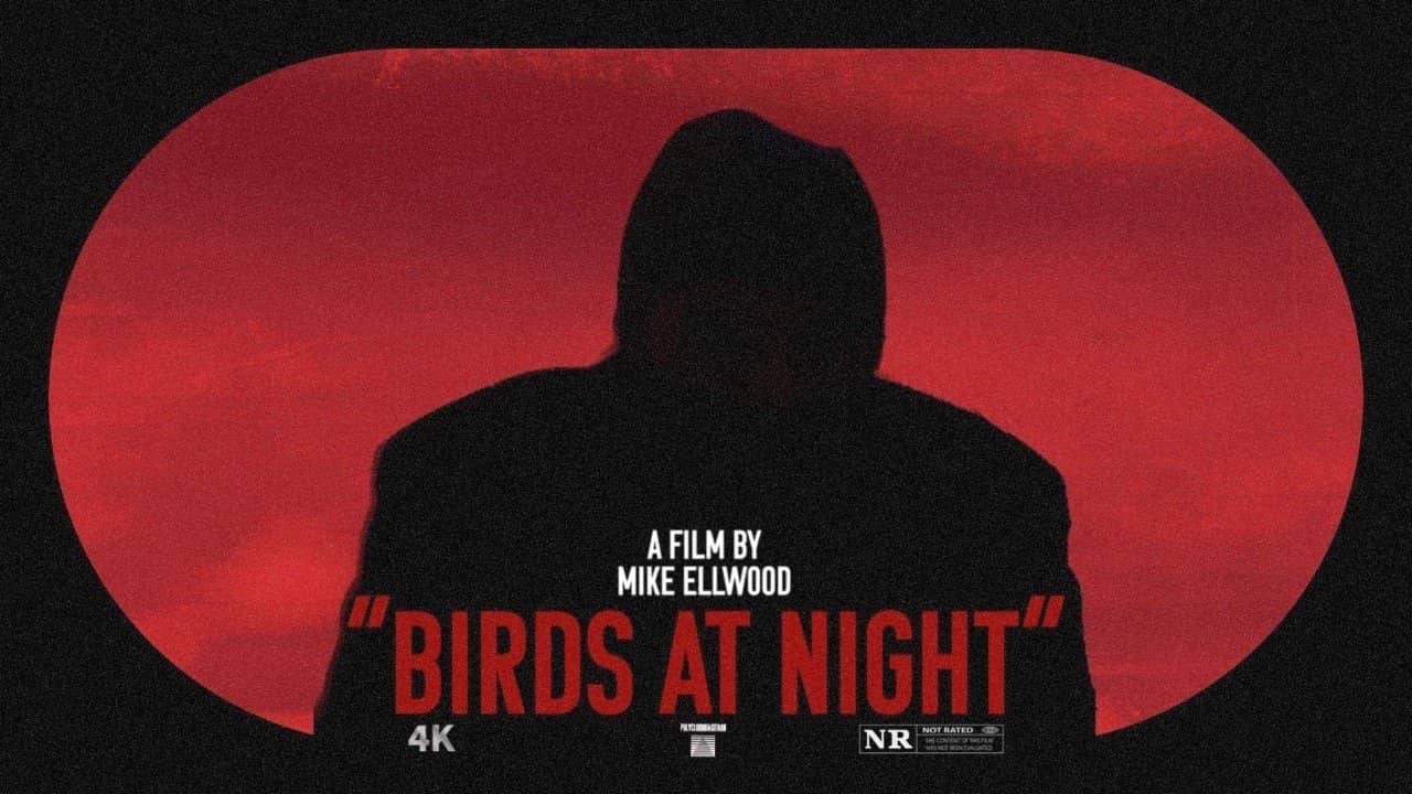 Birds at Night backdrop