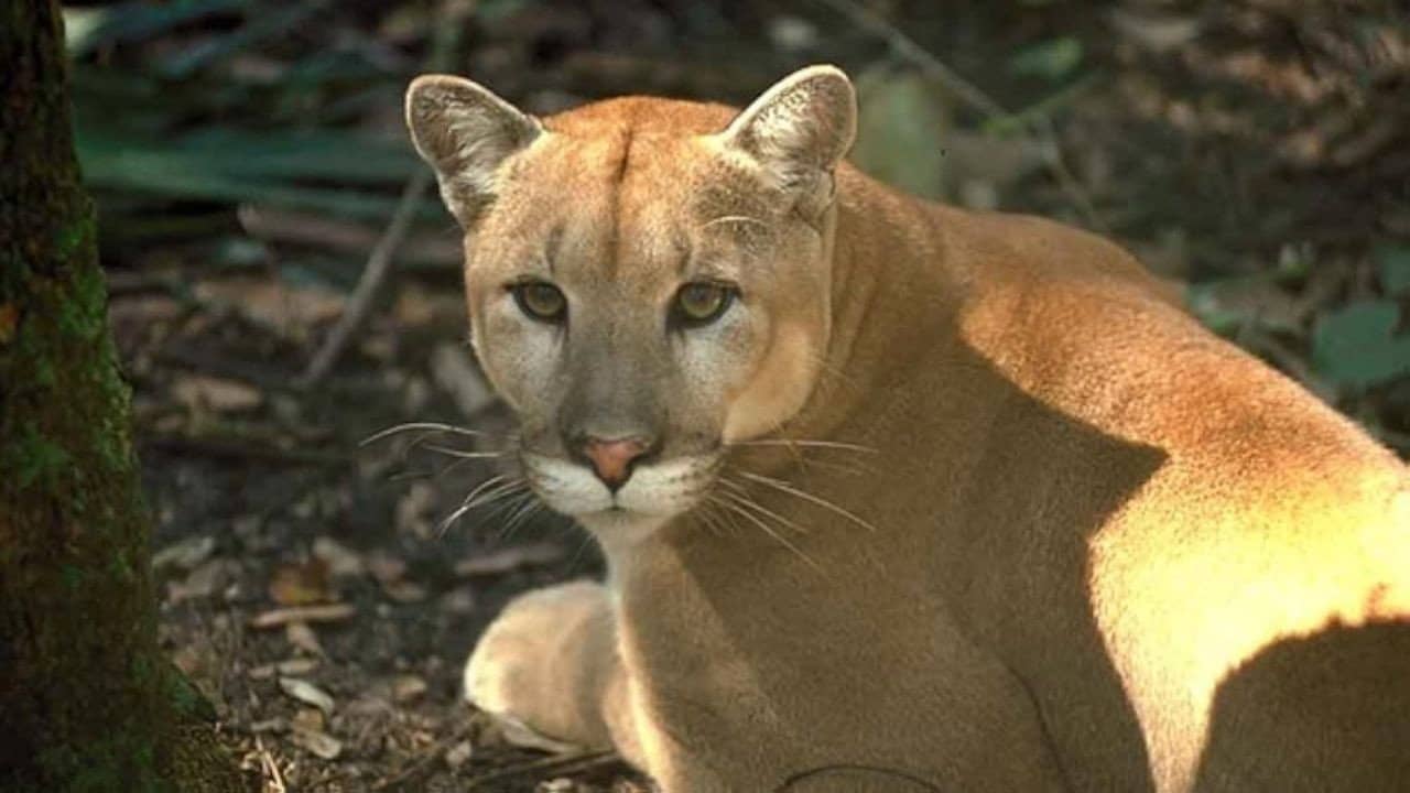 Shokee, the Everglades Panther backdrop