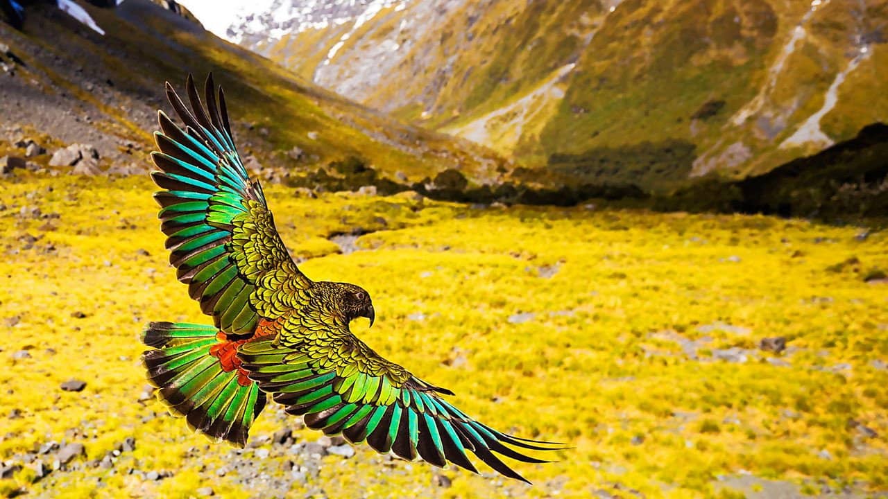 New Zealand: Earth's Mythical Islands backdrop