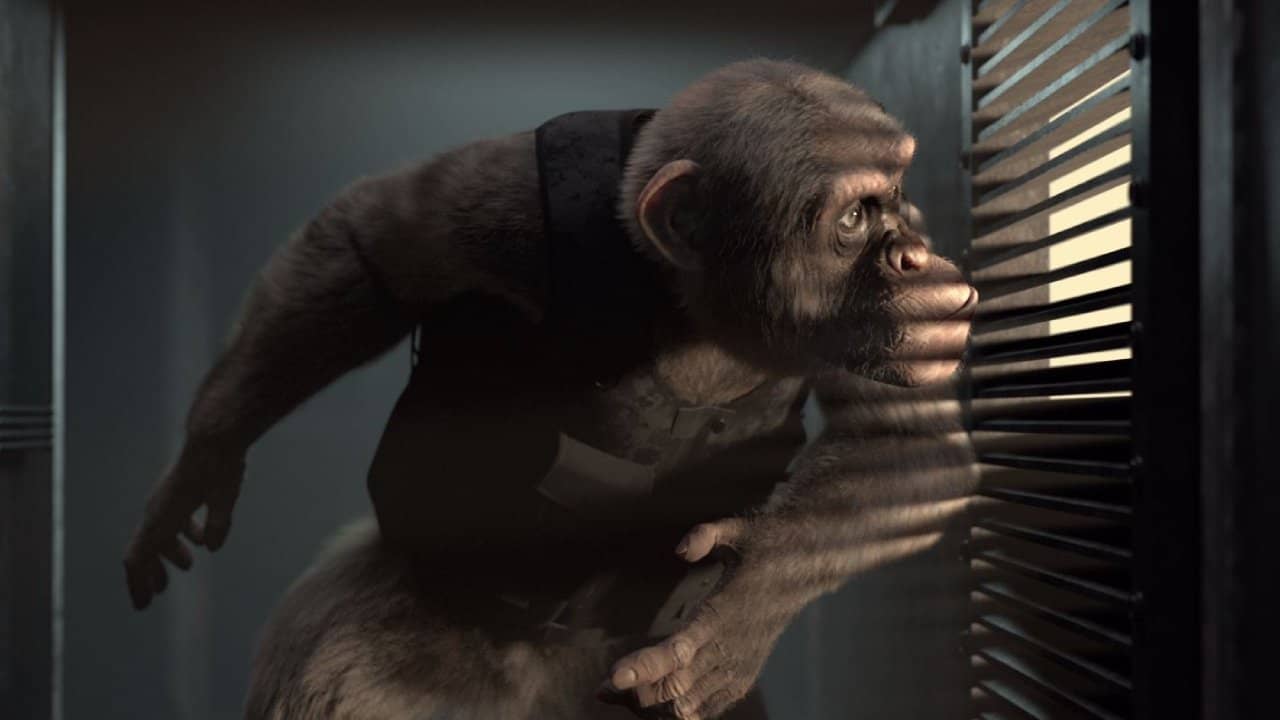 C.I.Ape backdrop