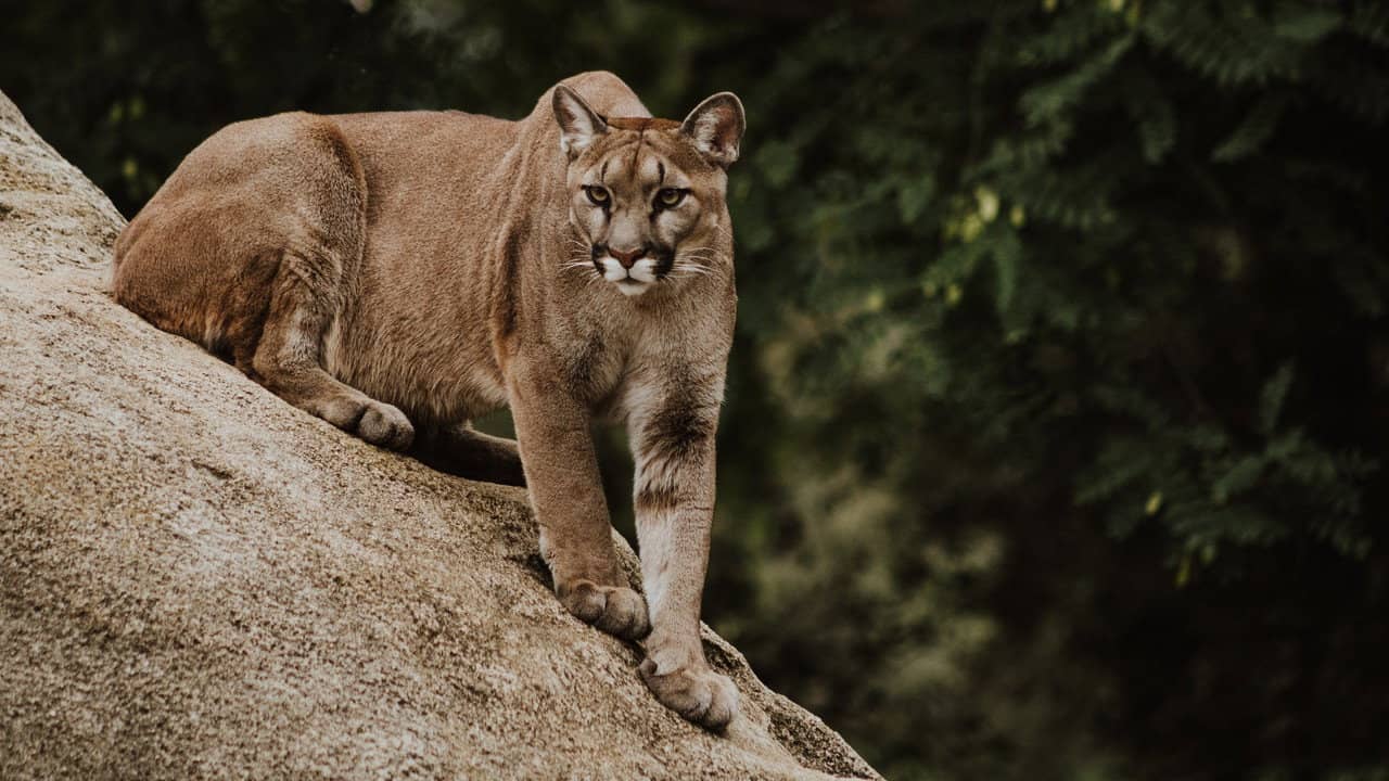 Pumas de la estepa backdrop