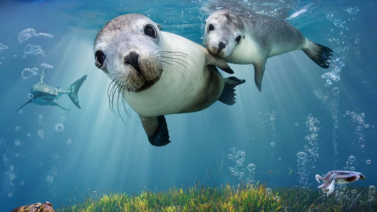 Sea Lions: Life By a Whisker backdrop