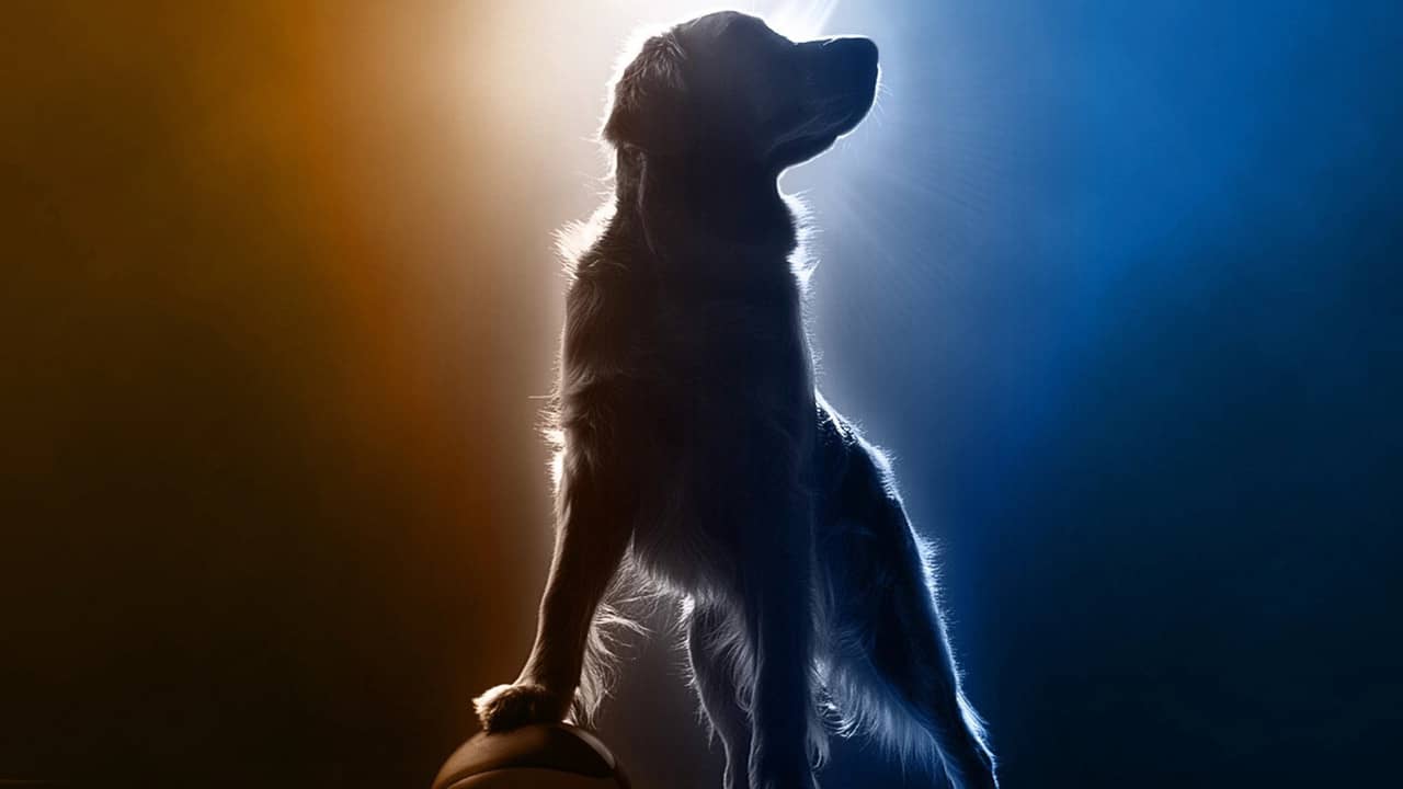 Air Bud Returns backdrop