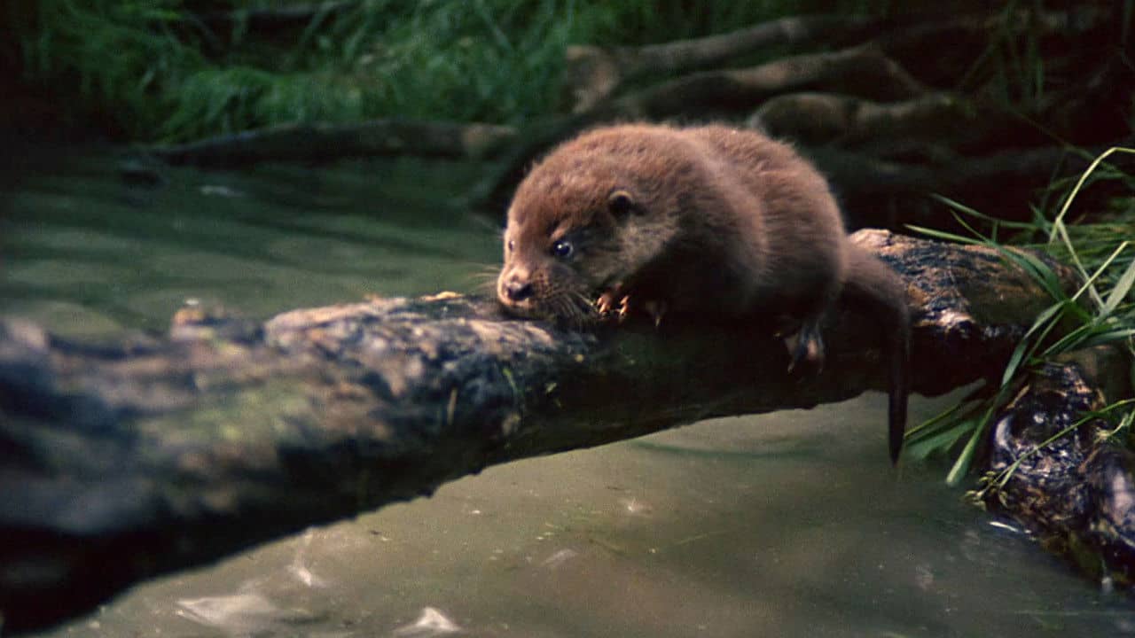Tarka the Otter backdrop
