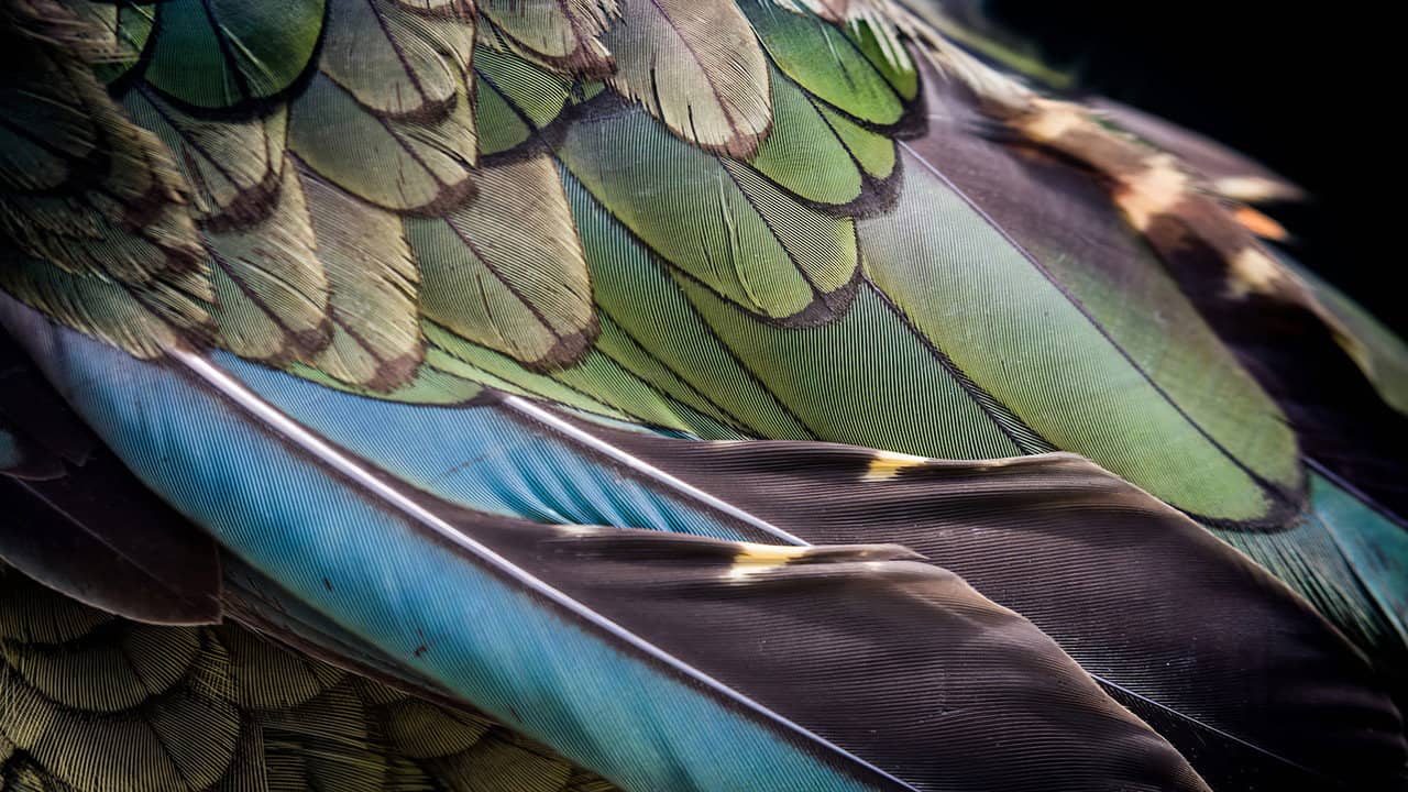 The Birds of Play backdrop