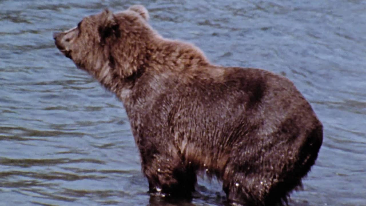 Hinterland Who's Who: Grizzly backdrop