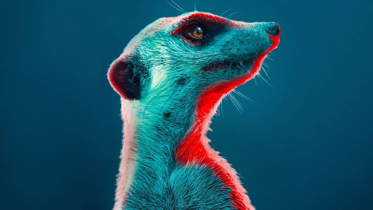 Meerkat Manor: Rise of the Dynasty backdrop