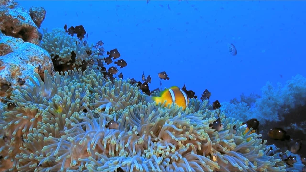 Fascination Coral Reef backdrop