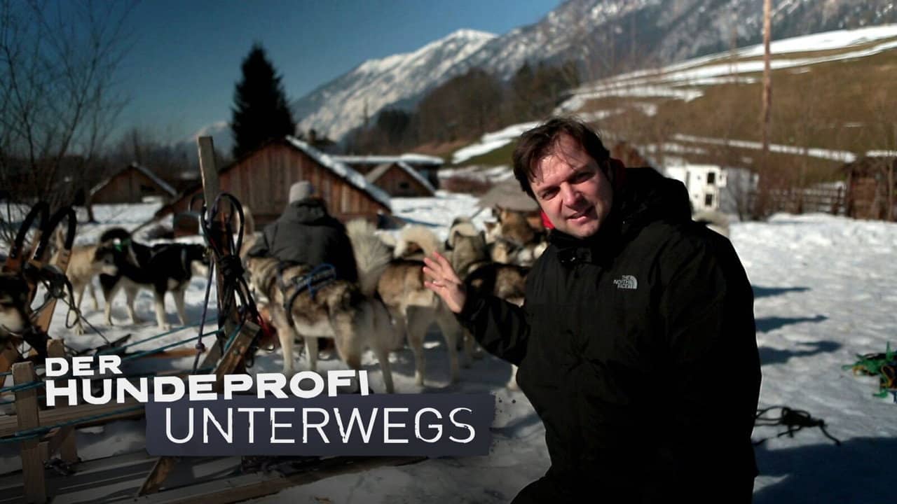 Der Hundeprofi unterwegs backdrop