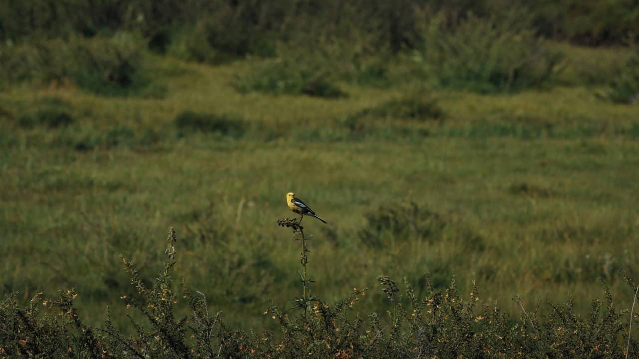 The Mountain Wagtail backdrop