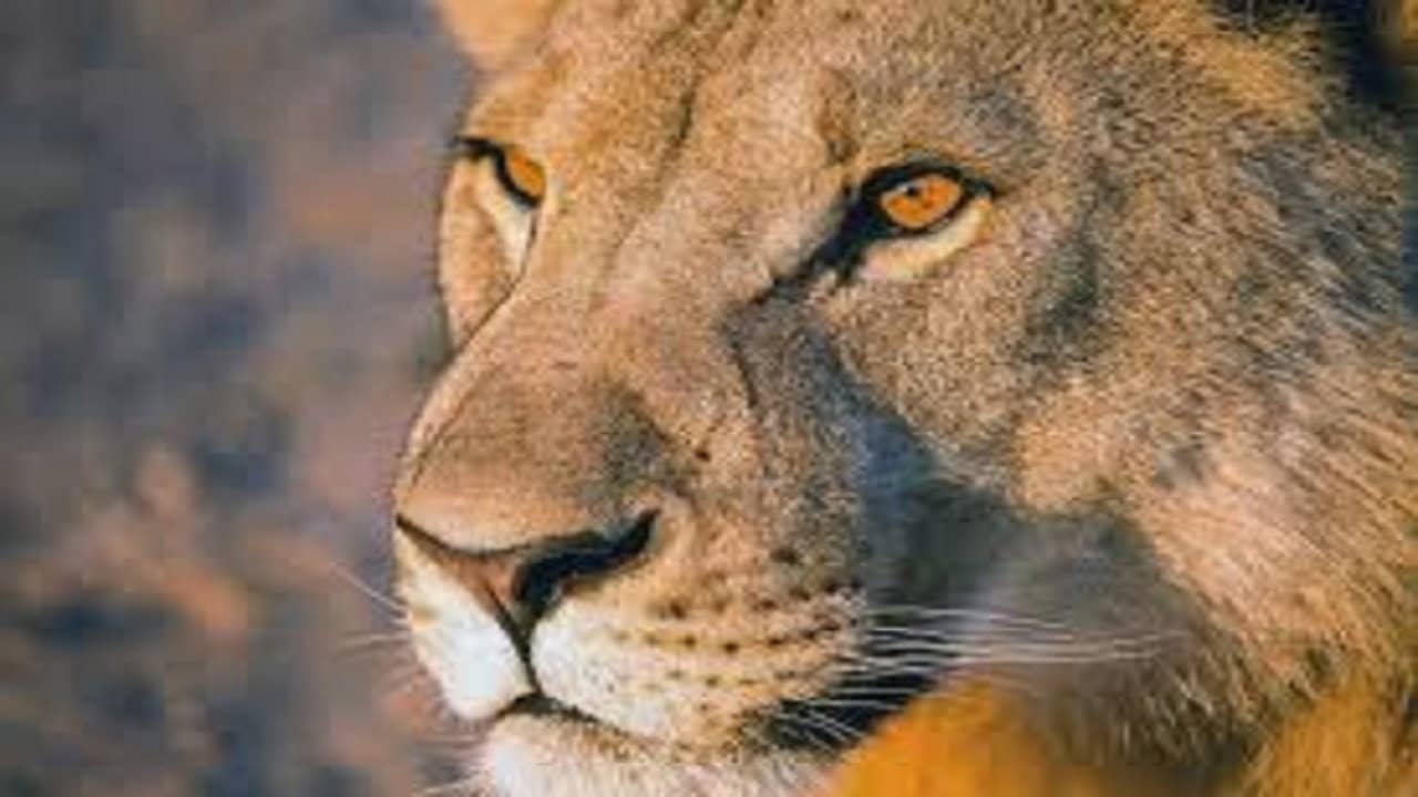 Vanishing Kings: Desert Lions of the Namib backdrop