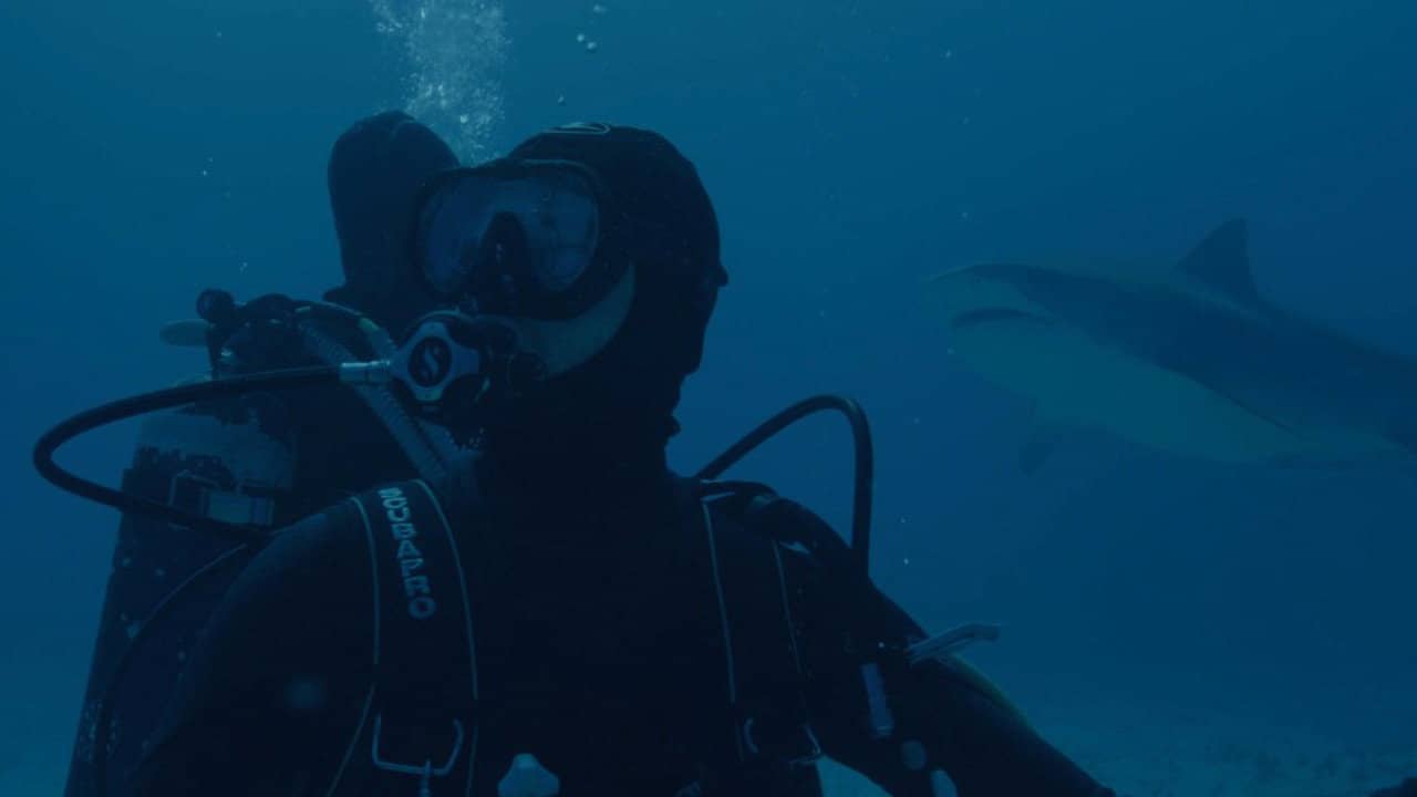 Requin backdrop