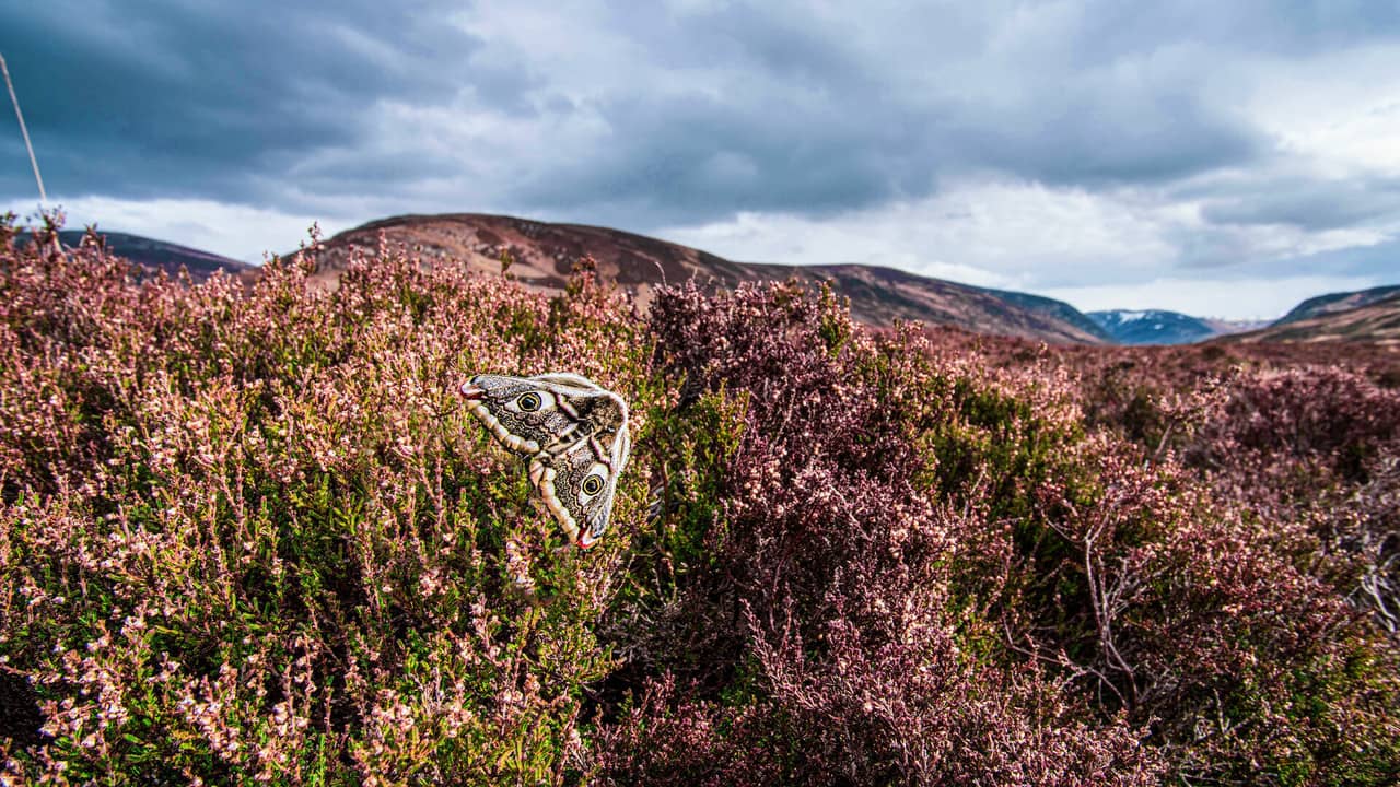 Scotland: A Year In The Wild backdrop