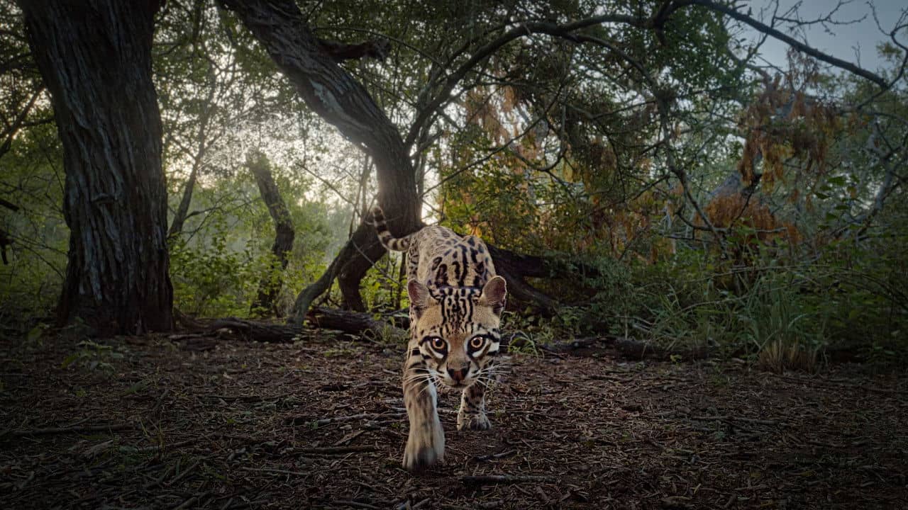 Deep in the Heart: A Texas Wildlife Story backdrop