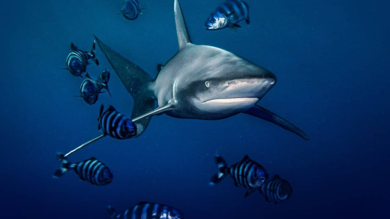 World's Most Dangerous Shark? backdrop