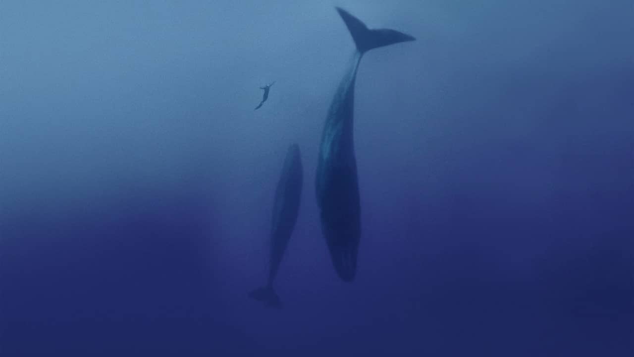 Freediver backdrop