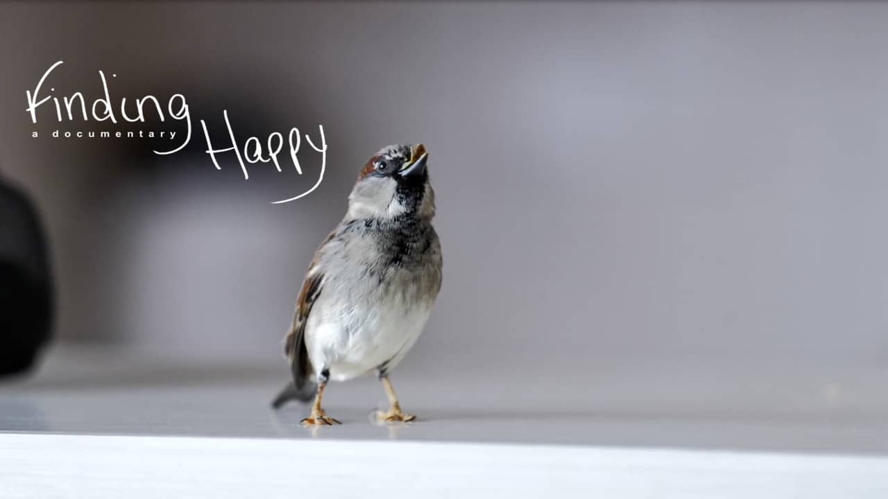 Finding Happy backdrop
