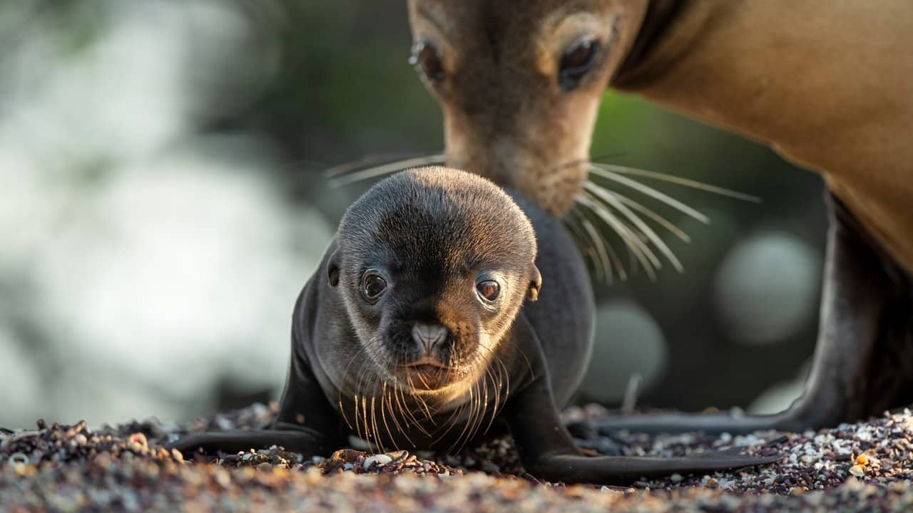 Sea Lions of the Galapagos backdrop