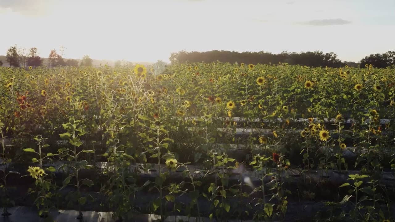 Sunflower backdrop