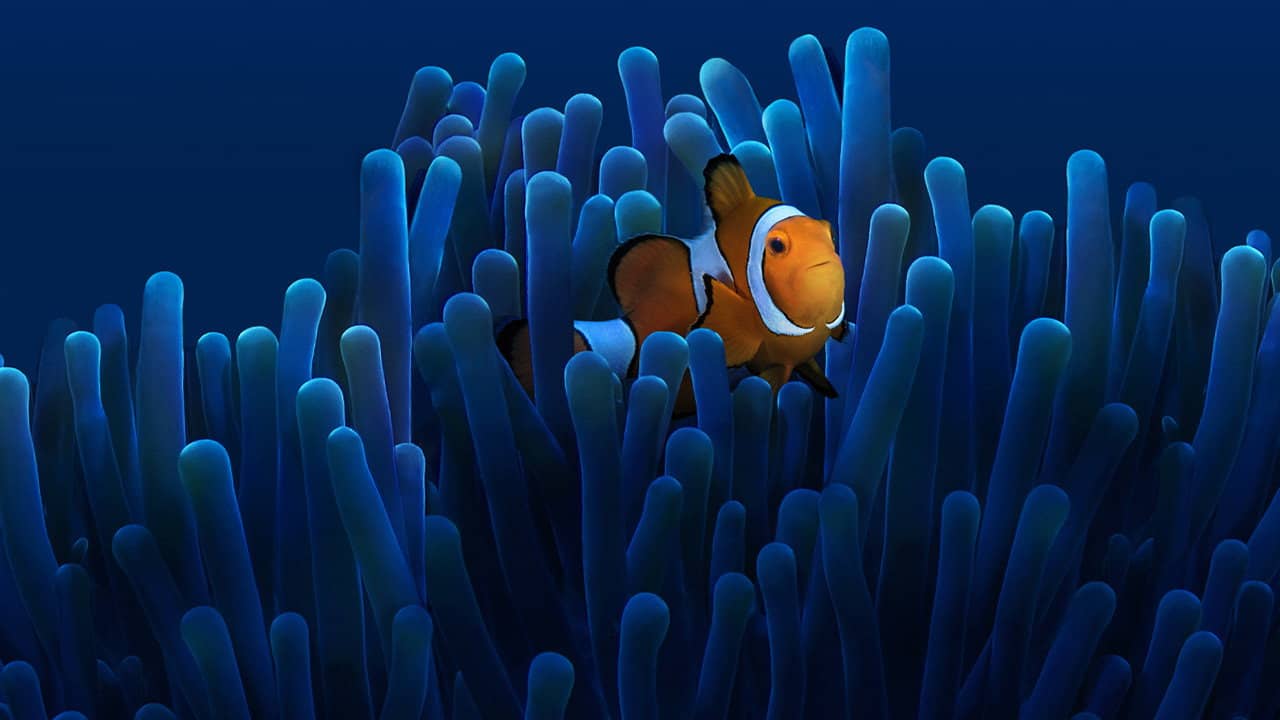 Australia's Ocean Odyssey: A journey down the East Australian Current backdrop