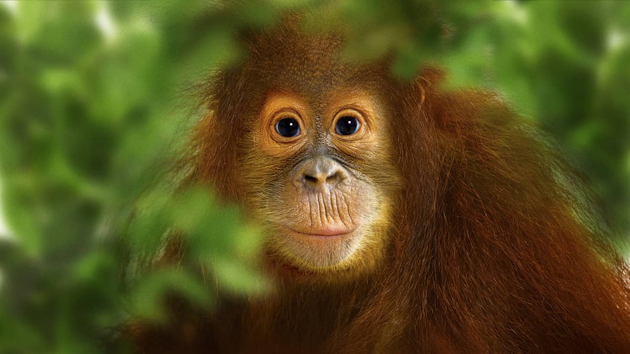 Operation Orangutan backdrop