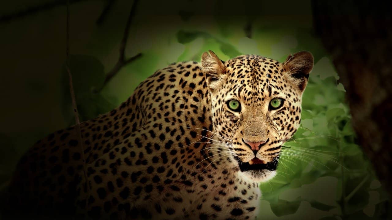 Africa's Hunters backdrop