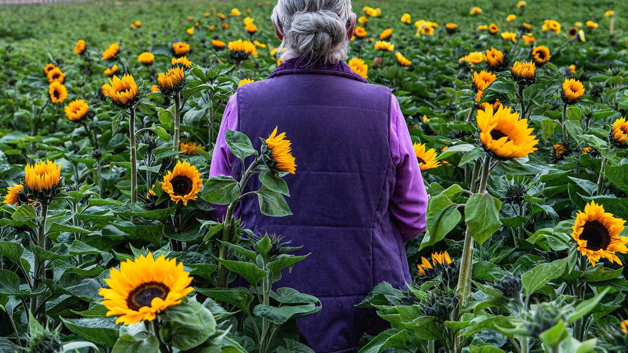 Sunphlowers backdrop