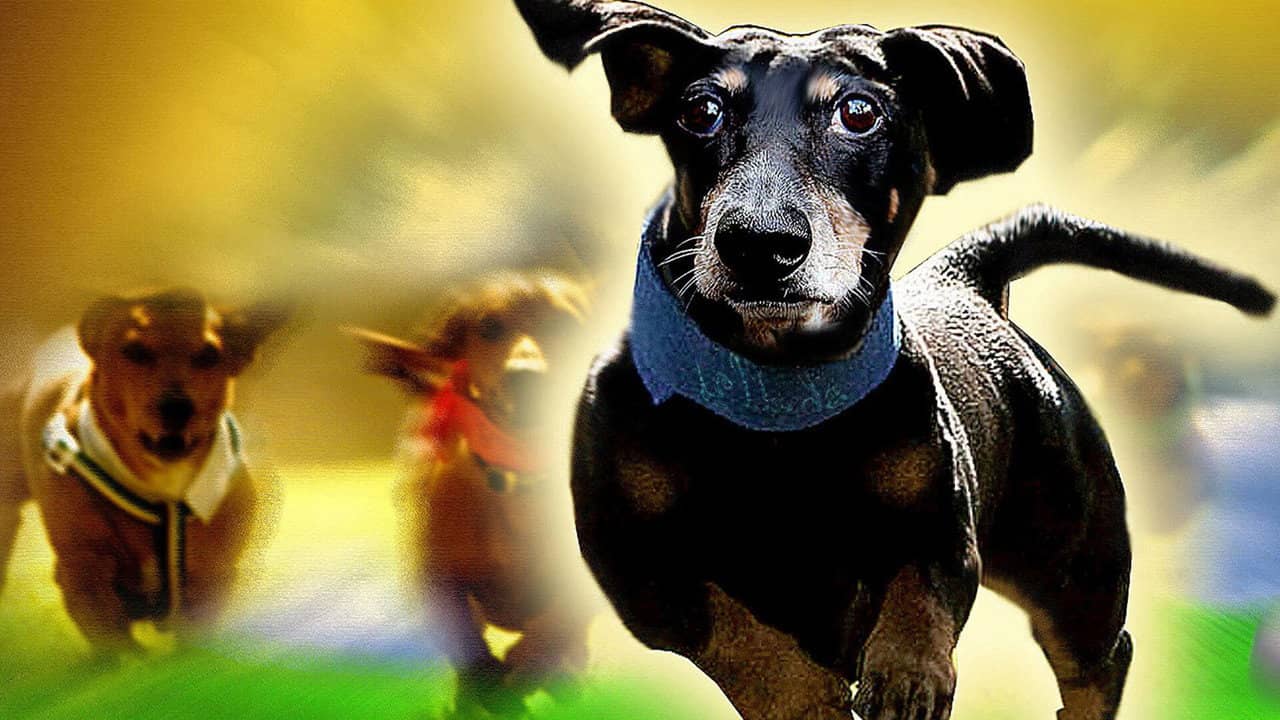 Wiener Dog Nationals backdrop
