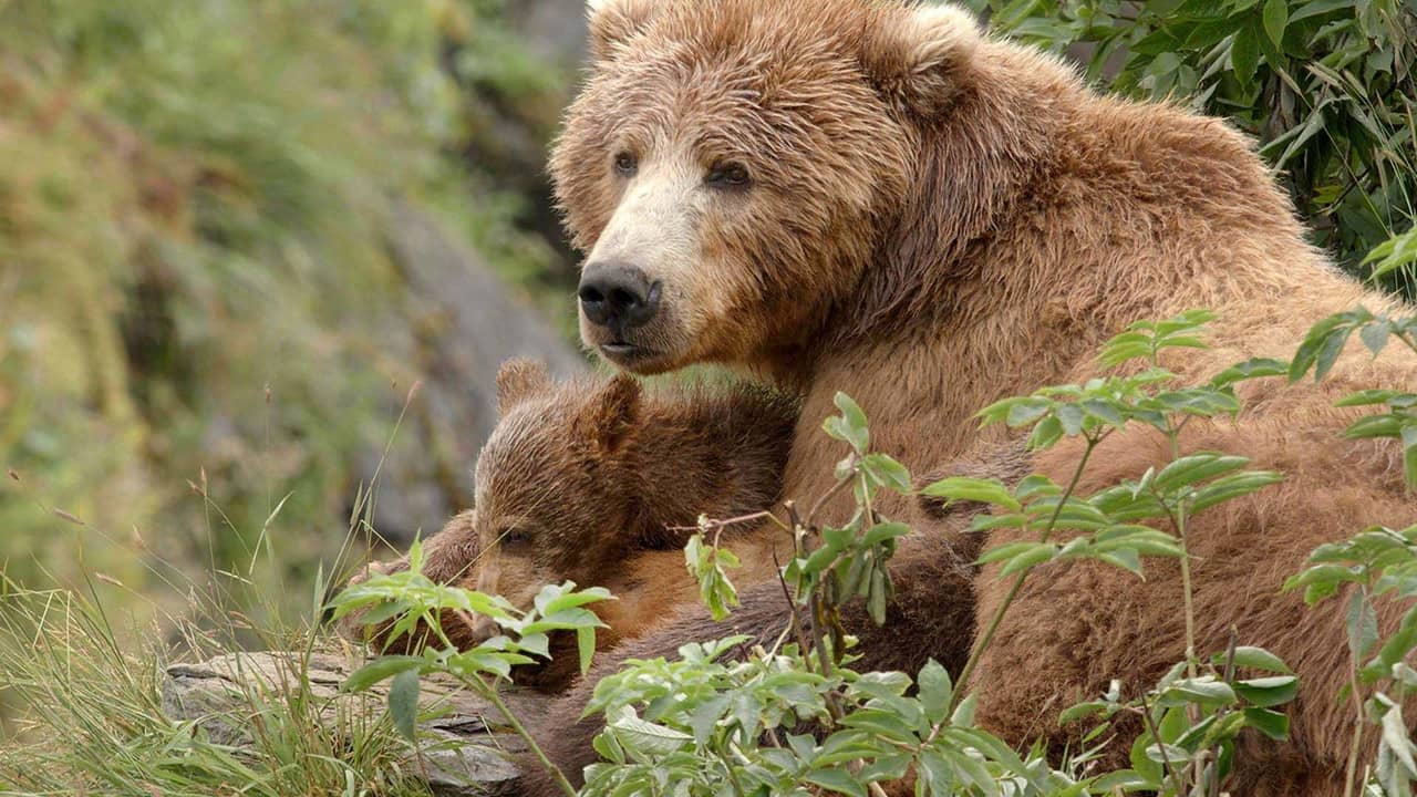 Alaska's Giant Bears backdrop