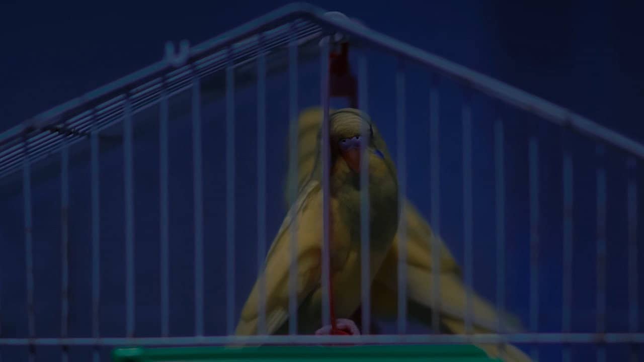 Birds Should Have Been Released backdrop