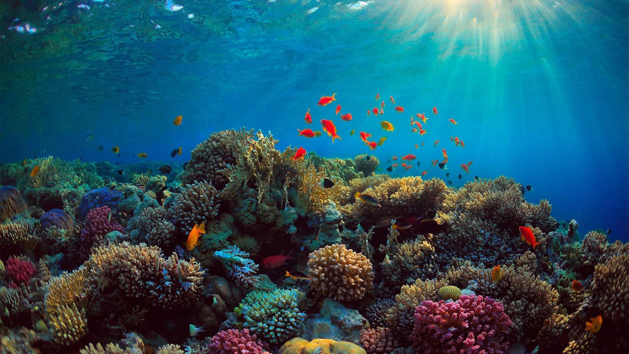 Can We Save the Reef? backdrop