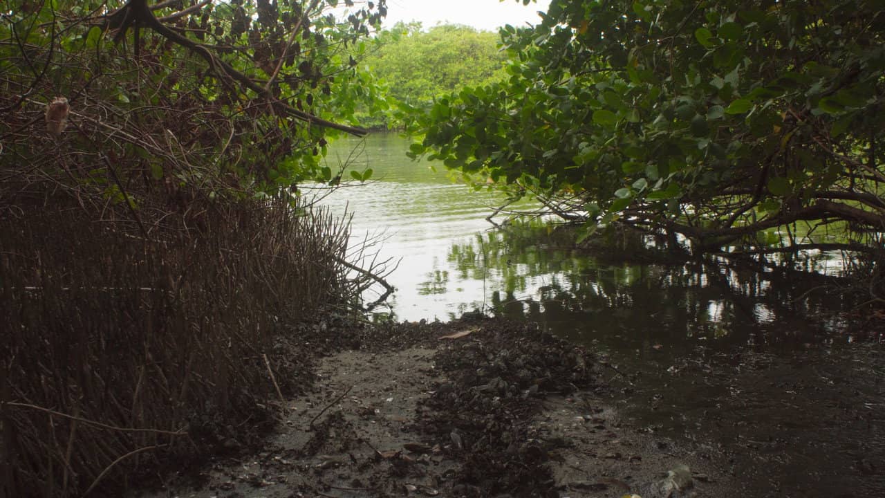 Akiechi Weimei, Magical Mangrove backdrop