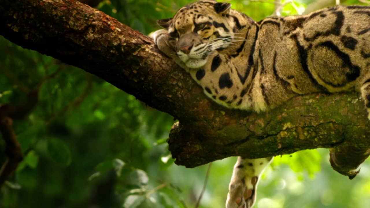 India's Wild Leopards backdrop
